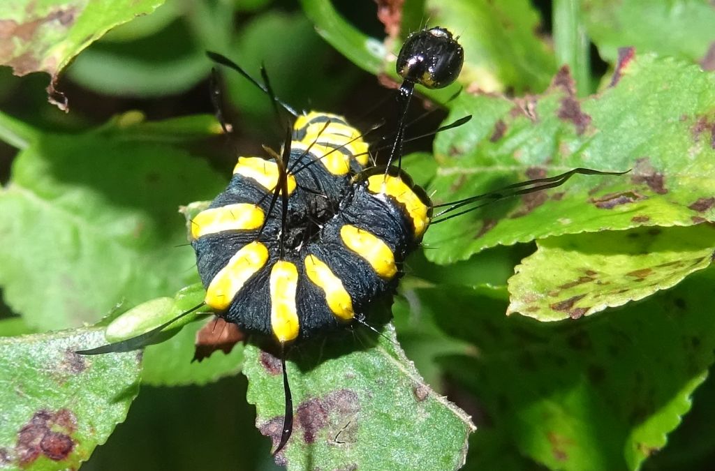 bruco: Acronicta (Jocheara) alni - Noctuidae